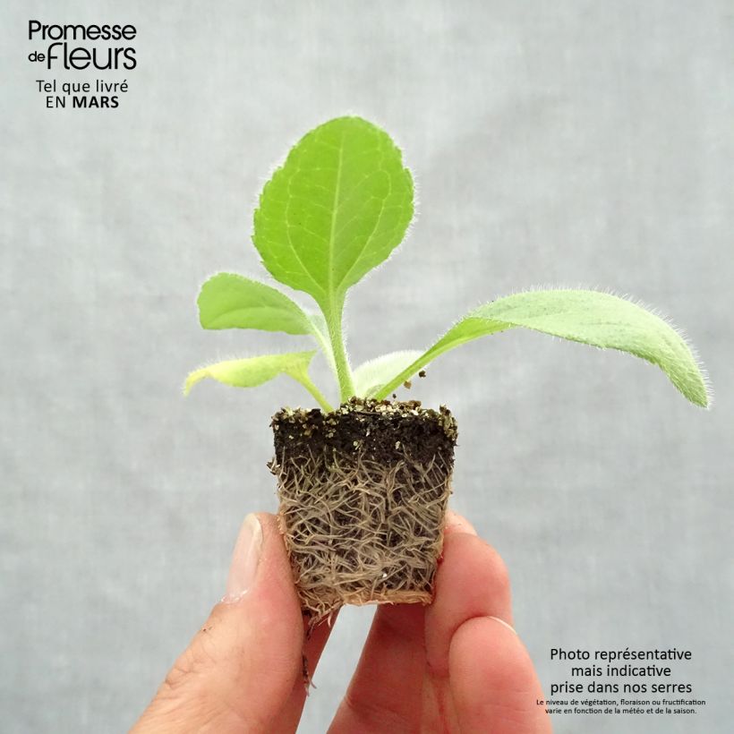 Example of Rudbeckia Prairie Sun - Zonnehoed Kluitplant: kluit 3,8 cm x 3,2 cm in een tray voor 16 planten as you get in printemps