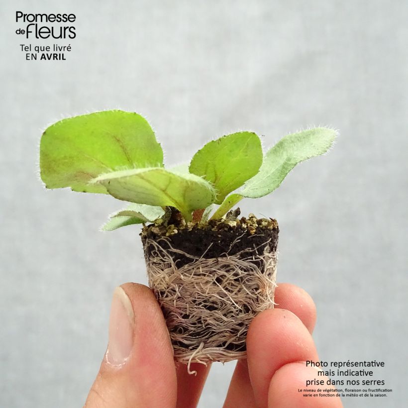 Exemplaar van Rudbeckia Sunbeckia Mia - Zonnehoed Mini-mot Ø 1,5/2,5 cm zoals geleverd in de lente