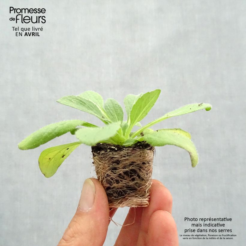 Exemplaar van Rudbeckia Sunbeckia Ophelia - Zonnehoed Mini-mot Ø 1,5/2,5 cm zoals geleverd in de lente