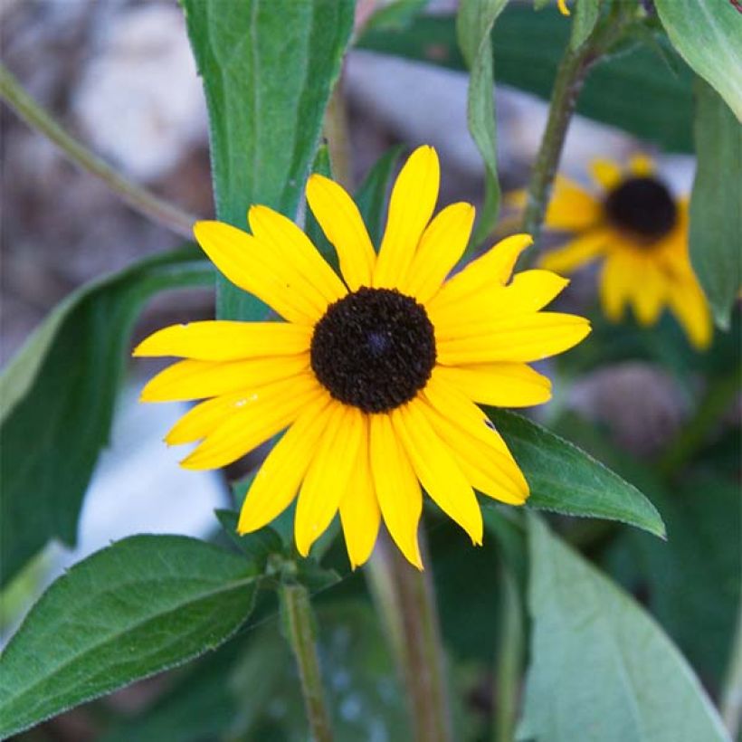 Rudbeckia fulgida Early Bird Gold - Zonnehoed (Bloei)