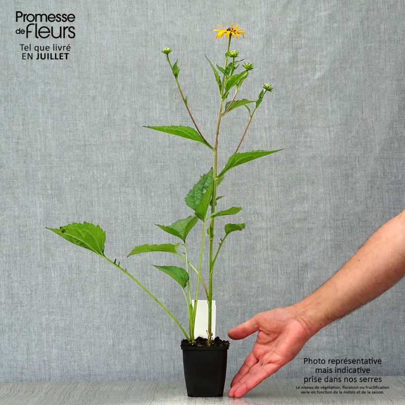 Exemplaar van Rudbeckia fulgida Early Bird Gold - Zonnehoed Kweekpotje van 8/9 cm zoals geleverd in de zomer