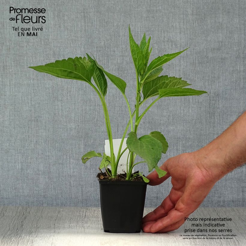 Exemplaar van Rudbeckia fulgida Early Bird Gold - Zonnehoed Kweekpotje van 8/9 cm zoals geleverd in de lente