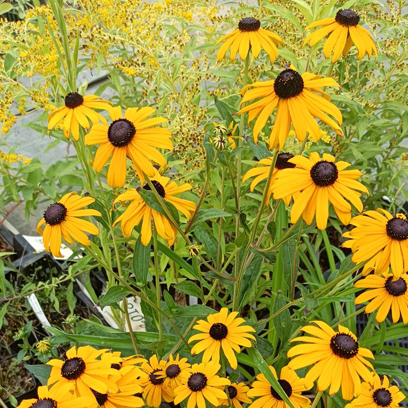 Rudbeckia fulgida Early Bird Gold - Zonnehoed (Groeiplaats)
