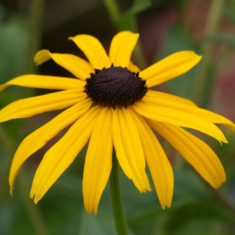 Rudbeckia fulgida Goldsturm - Zonnehoed (Bloei)