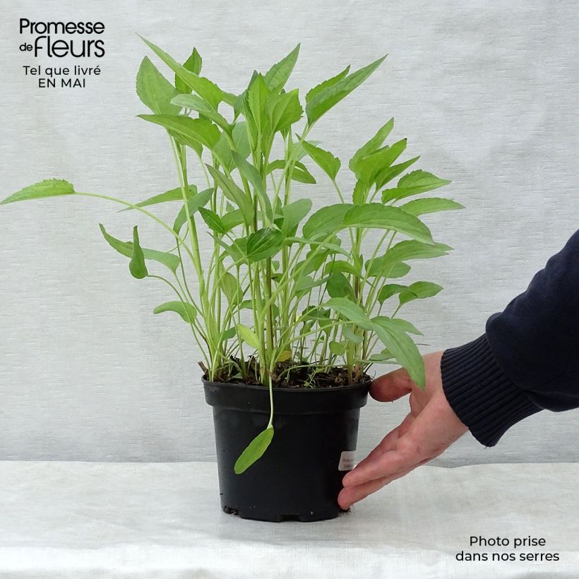 Example of Rudbeckia fulgida Goldsturm - Zonnehoed Pot van 2 l/3 l as you get in printemps