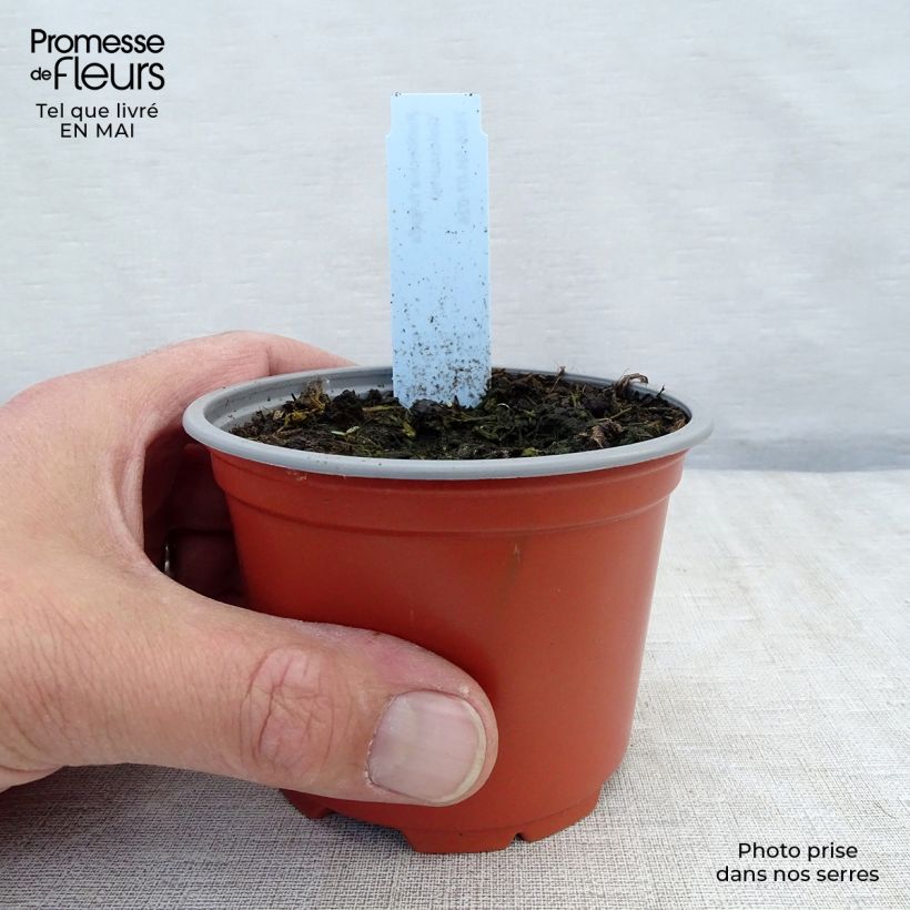 Example of Rudbeckia fulgida Goldsturm - Zonnehoed Kweekpotje van 8/9 cm as you get in printemps