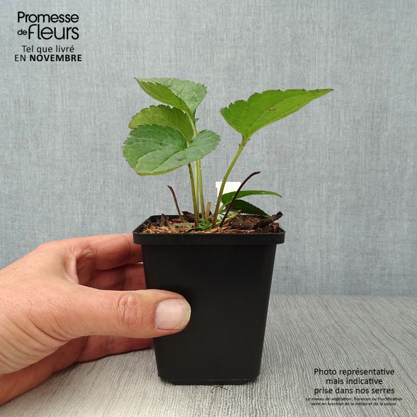 Exemplaar van Rudbeckia fulgida Goldsturm - Zonnehoed Kweekpotje van 8/9 cm zoals geleverd in de herfst
