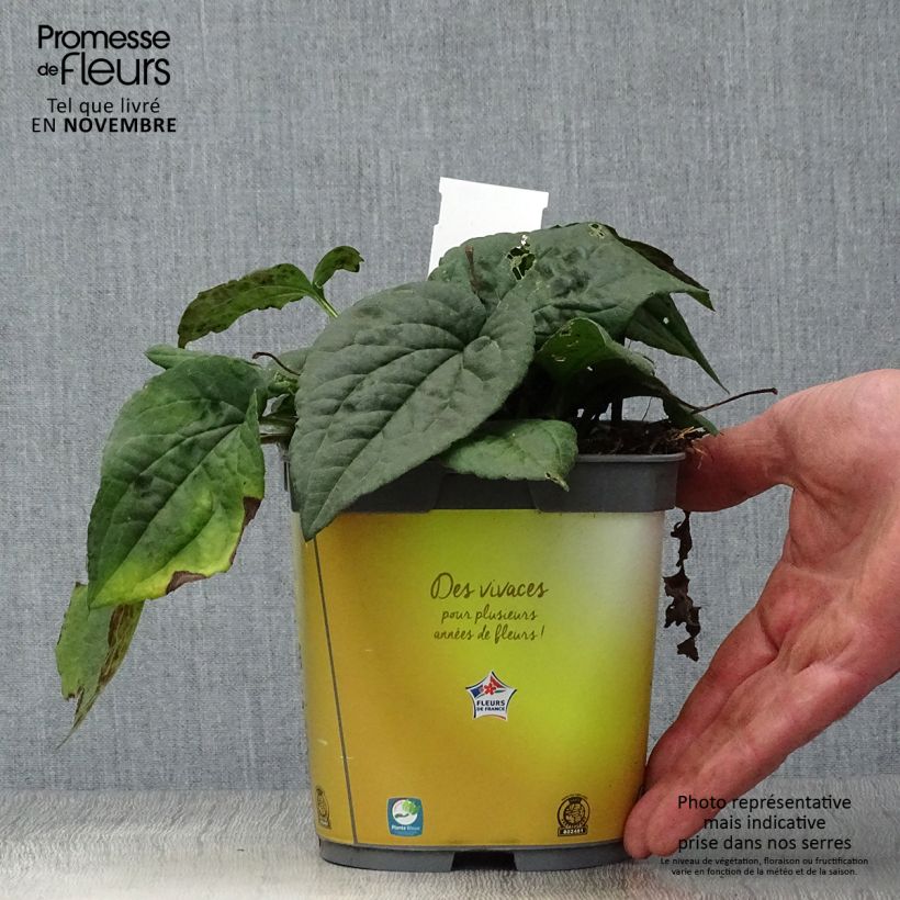 Exemplaar van Rudbeckia fulgida Goldsturm - Zonnehoed Pot van 2 l/3 l zoals geleverd in de herfst