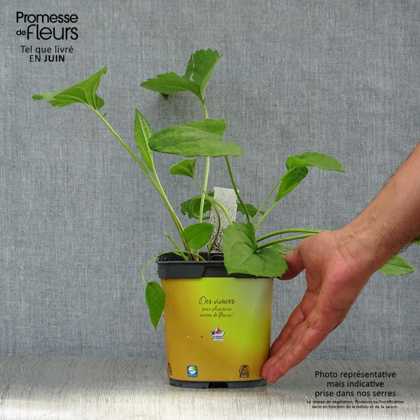 Exemplaar van Rudbeckia fulgida Goldsturm - Zonnehoed Pot van 2 l/3 l zoals geleverd in de zomer