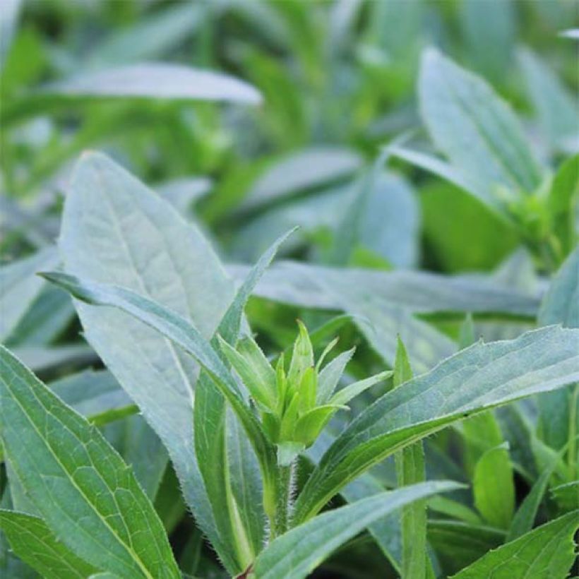 Rudbeckia fulgida Little Goldstar - Zonnehoed (Blad)