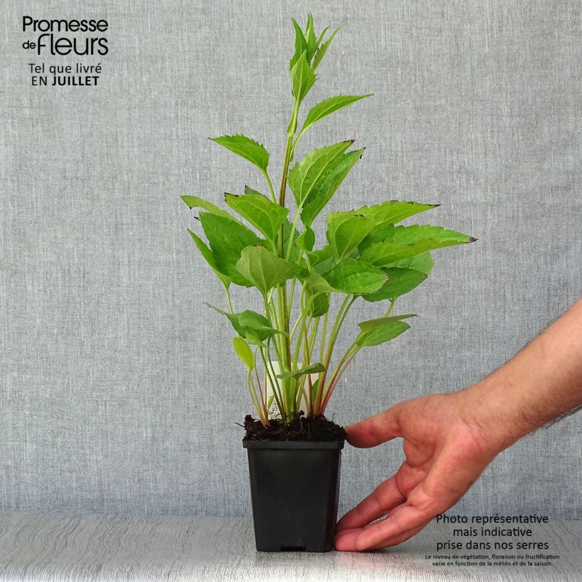Exemplaar van Rudbeckia fulgida Little Goldstar - Zonnehoed Kweekpotje van 8/9 cm zoals geleverd in de zomer