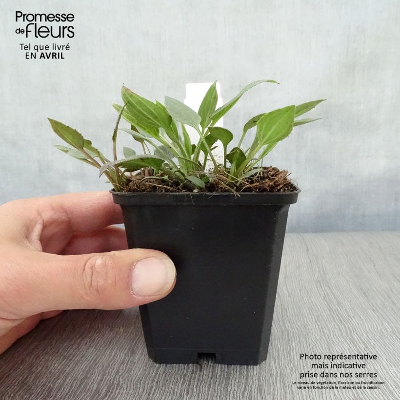 Exemplaar van Rudbeckia fulgida Little Goldstar - Zonnehoed Kweekpotje van 8/9 cm zoals geleverd in de lente