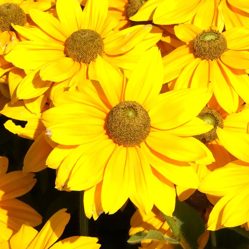 Rudbeckia Sunbeckia Ophelia - Zonnehoed (Bloei)