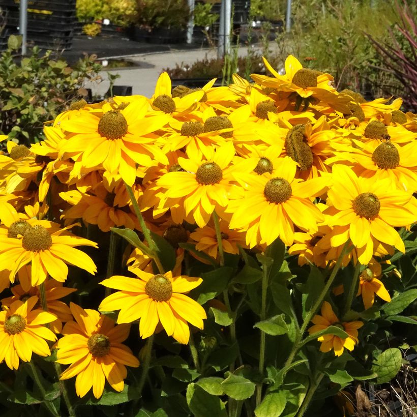 Rudbeckia Sunbeckia Ophelia - Zonnehoed (Groeiplaats)