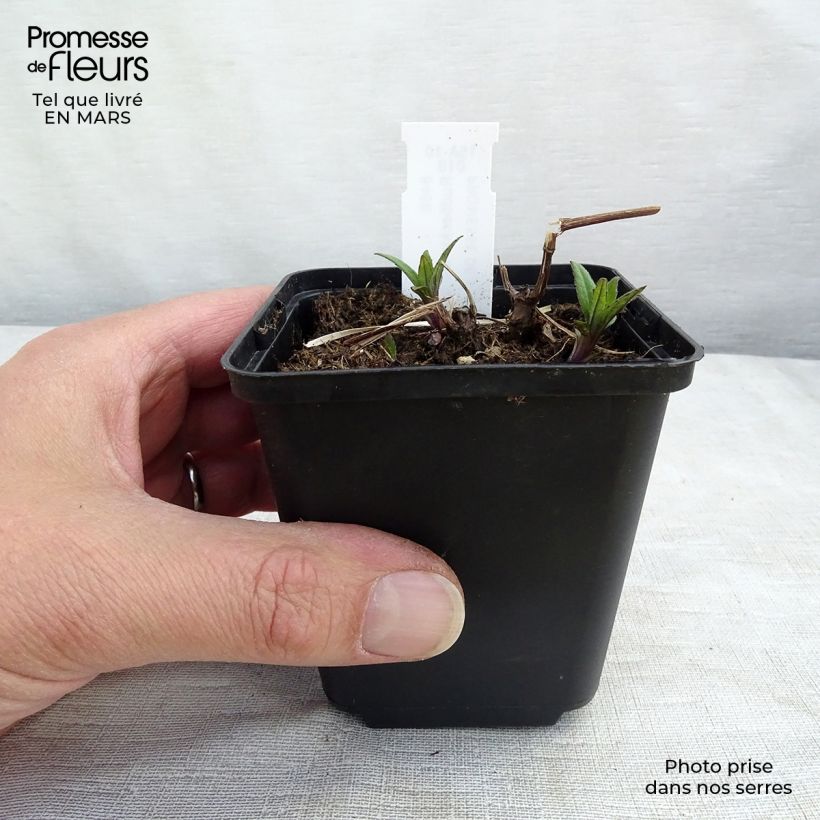 Exemplaar van Rudbeckia laciniata Goldquelle - Slipbladige rudbeckia Kweekpotje van 8/9 cm zoals geleverd in de lente