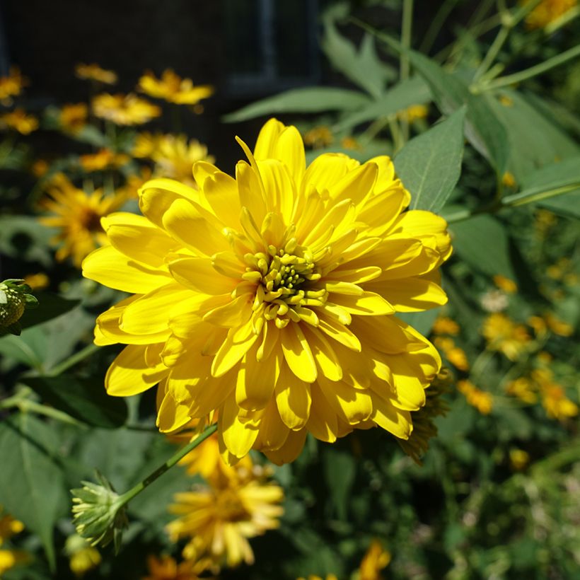 Rudbeckia laciniata Goldquelle - Slipbladige rudbeckia (Bloei)