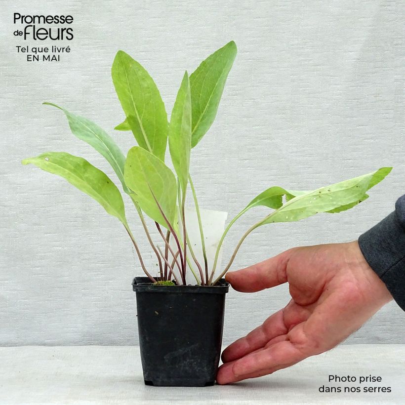 Exemplaar van Rudbeckia maxima - Zonnehoed Kweekpotje van 8/9 cm zoals geleverd in de lente