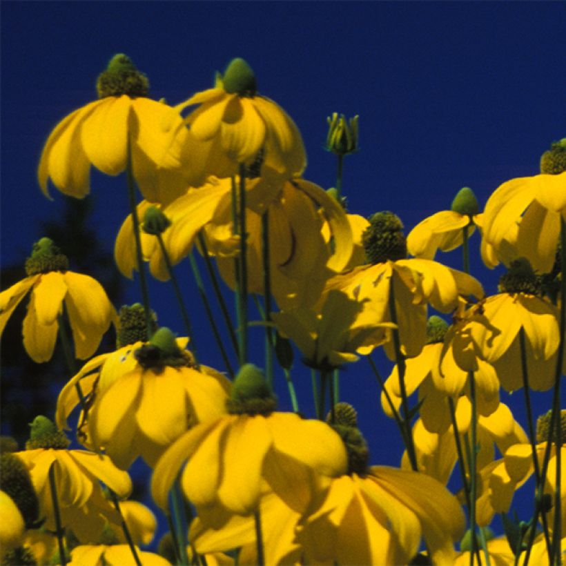 Rudbeckia nitida Herbstsonne - Zonnehoed (Bloei)