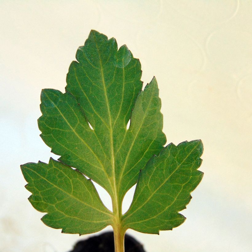 Rudbeckia nitida Herbstsonne - Zonnehoed (Blad)