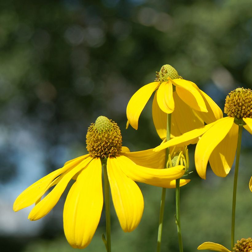 Rudbeckia nitida Herbstsonne - Zonnehoed (Bloei)