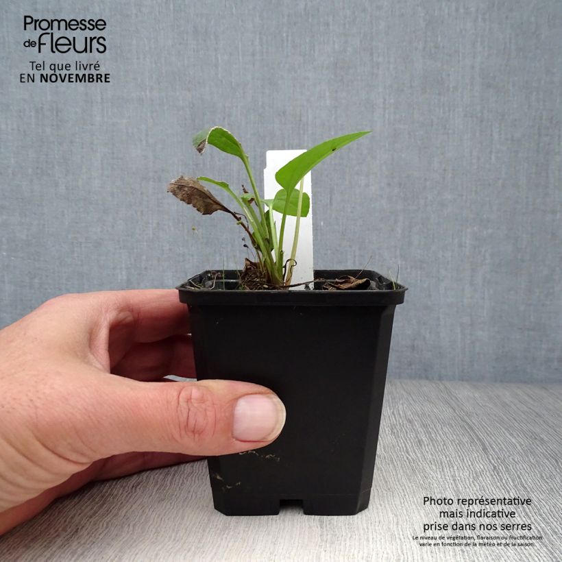 Exemplaar van Rudbeckia Green Wizard - Zonnehoed Kweekpotje van 8/9 cm zoals geleverd in de herfst
