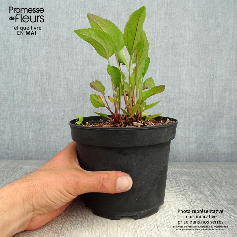 Exemplaar van Rudbeckia Green Wizard - Zonnehoed Pot van 2 l/3 l zoals geleverd in de lente