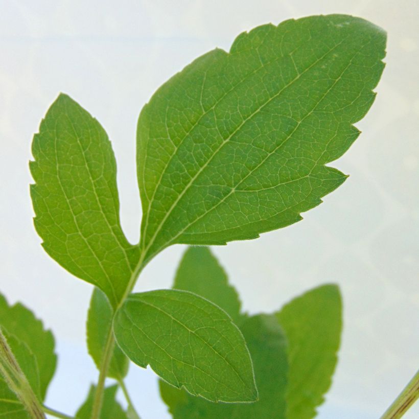 Rudbeckia subtomentosa Henry Eilers - Zonnehoed (Blad)