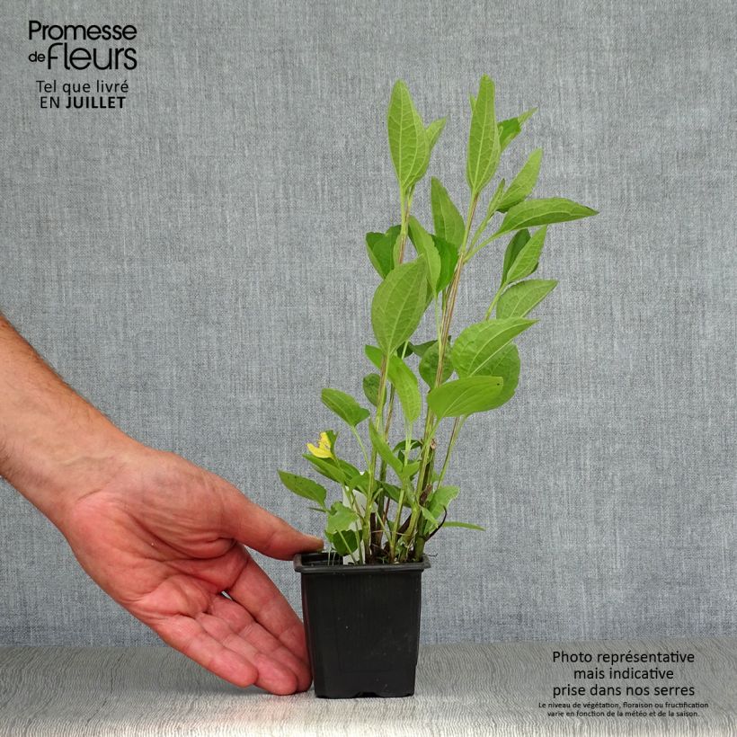 Exemplaar van Rudbeckia subtomentosa Henry Eilers - Zonnehoed Kweekpotje van 8/9 cm zoals geleverd in de zomer