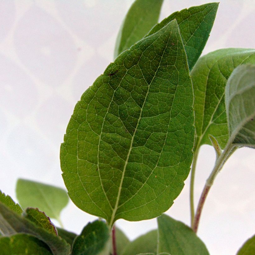 Rudbeckia subtomentosa Little Henry - Zonnehoed (Blad)