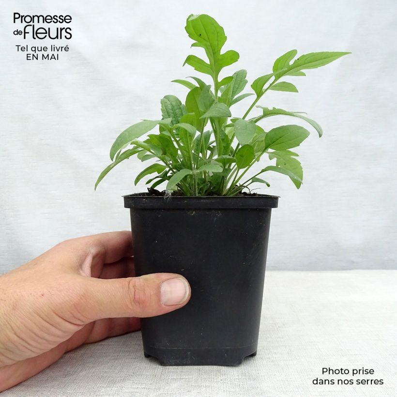 Exemplaar van Rudbeckia triloba - Zonnehoed Kweekpotje van 8/9 cm zoals geleverd in de lente