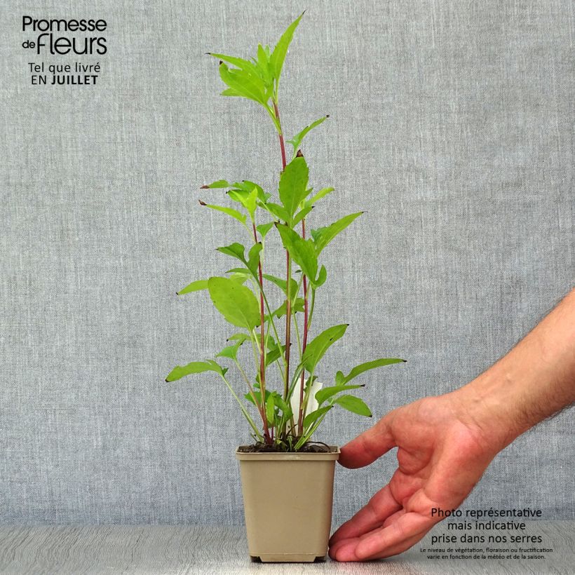 Exemplaar van Rudbeckia triloba - Zonnehoed Kweekpotje van 8/9 cm zoals geleverd in de zomer