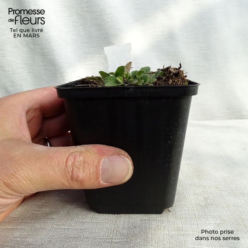 Exemplaar van Rudbeckia triloba Prairie Glow - Zonnehoed Kweekpotje van 8/9 cm zoals geleverd in de lente