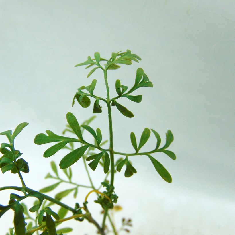 Wijnruit - Ruta graveolens (Foliage)