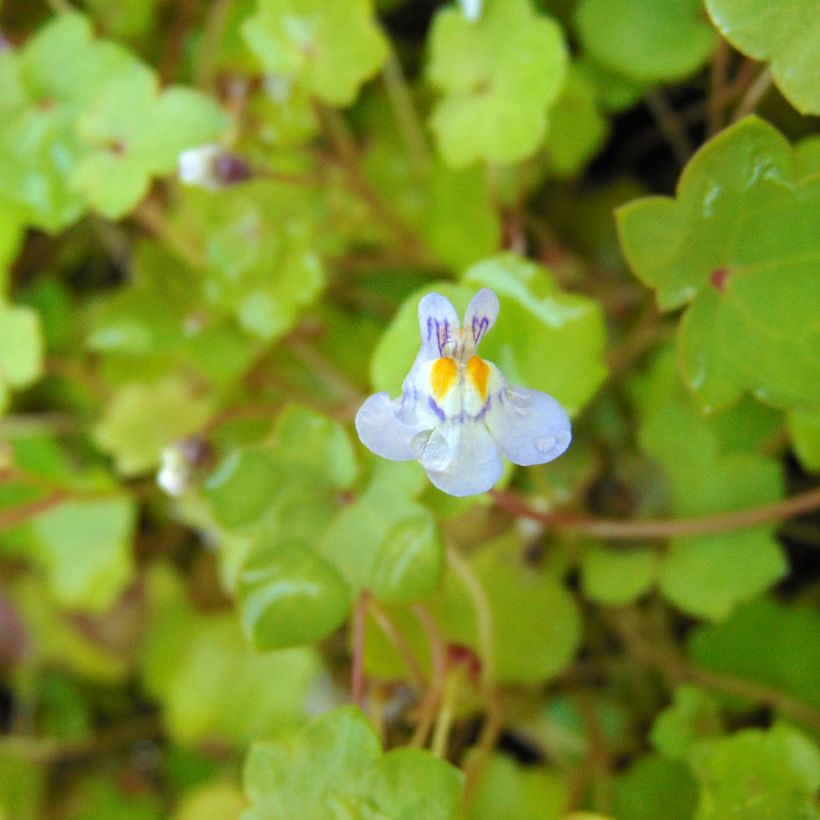 Cymbalaria muralis - Muurleeuwenbek (Bloei)