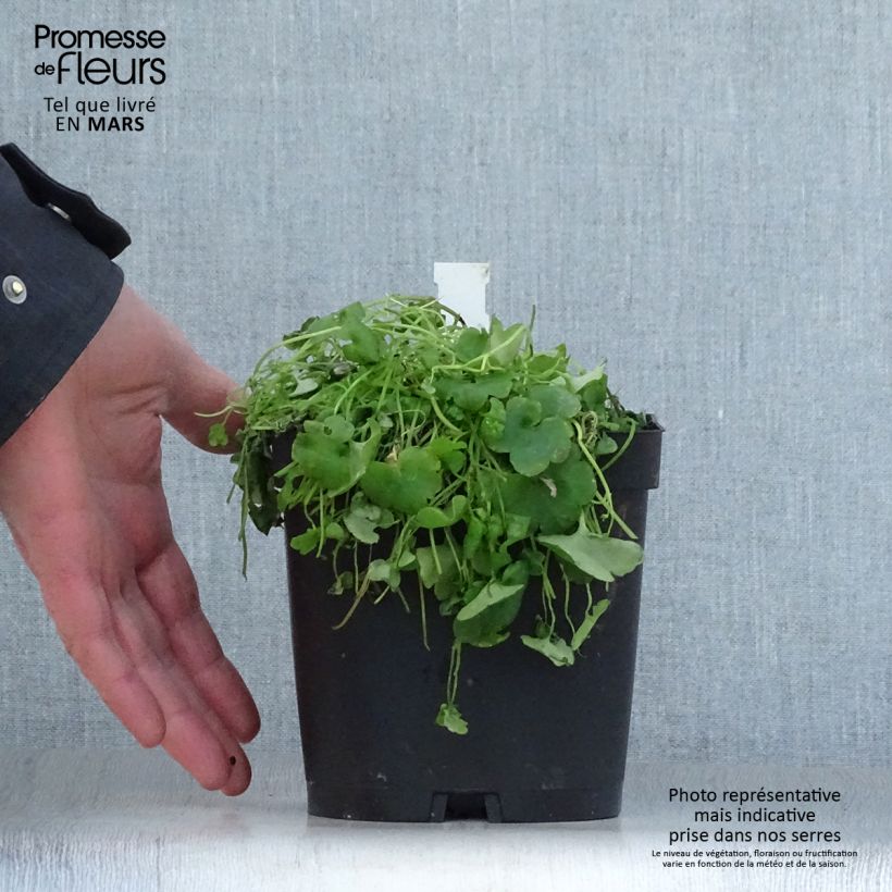 Exemplaar van Cymbalaria muralis - Muurleeuwenbek Pot van 2 l/3 l zoals geleverd in de lente