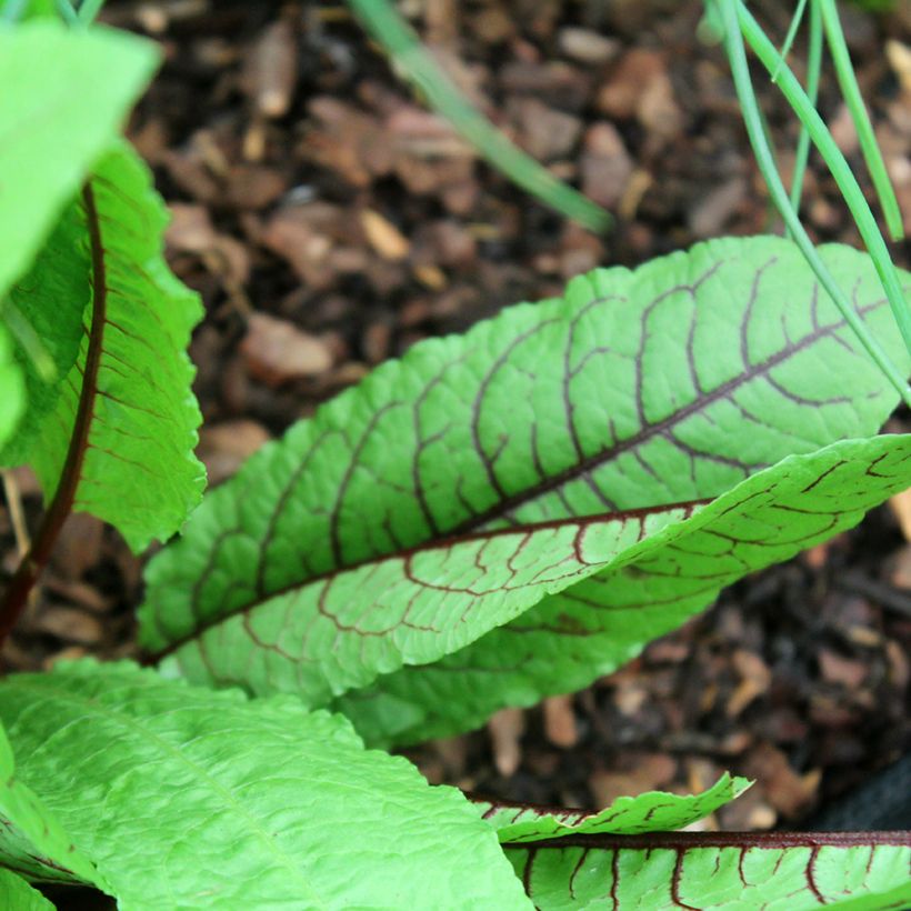 Bloedzuring BIO Ferme de Sainte Marthe - Rumex sanguineus (Blad)