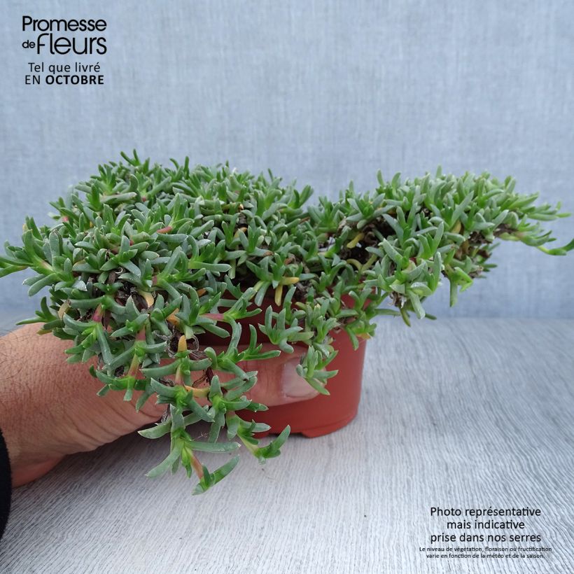 Exemplaar van Ruschia prostrata Kweekpotje van 8/9 cm zoals geleverd in de herfst