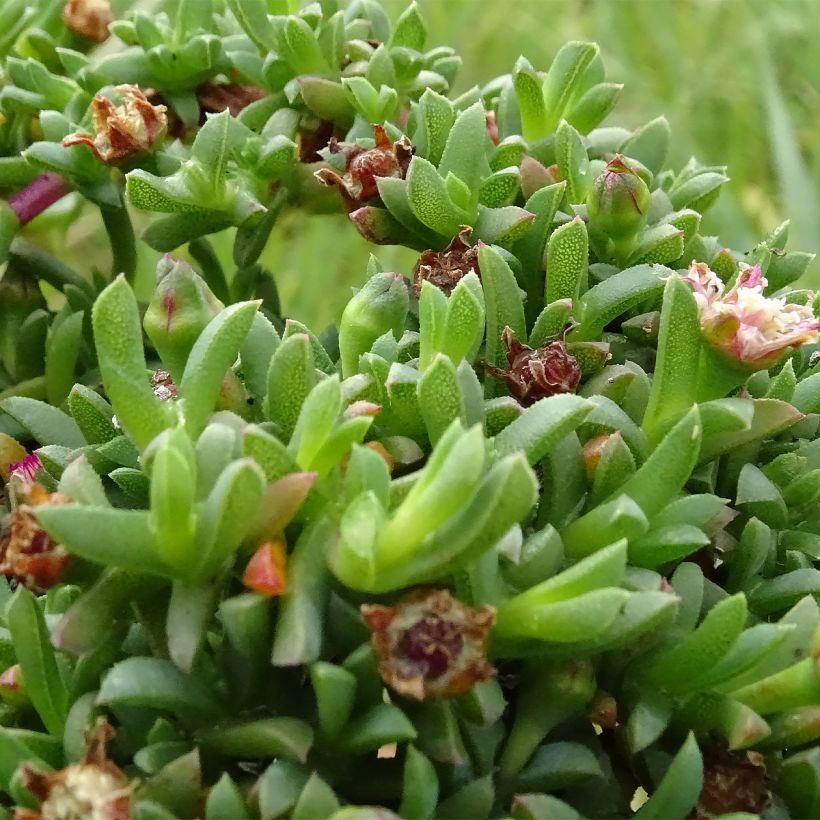 Ruschia prostrata (Blad)