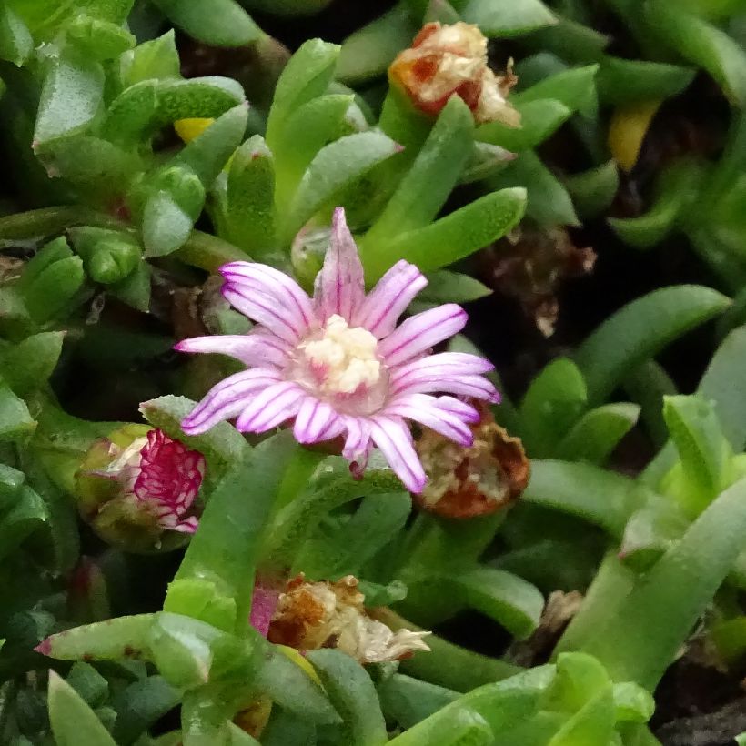 Ruschia prostrata (Bloei)