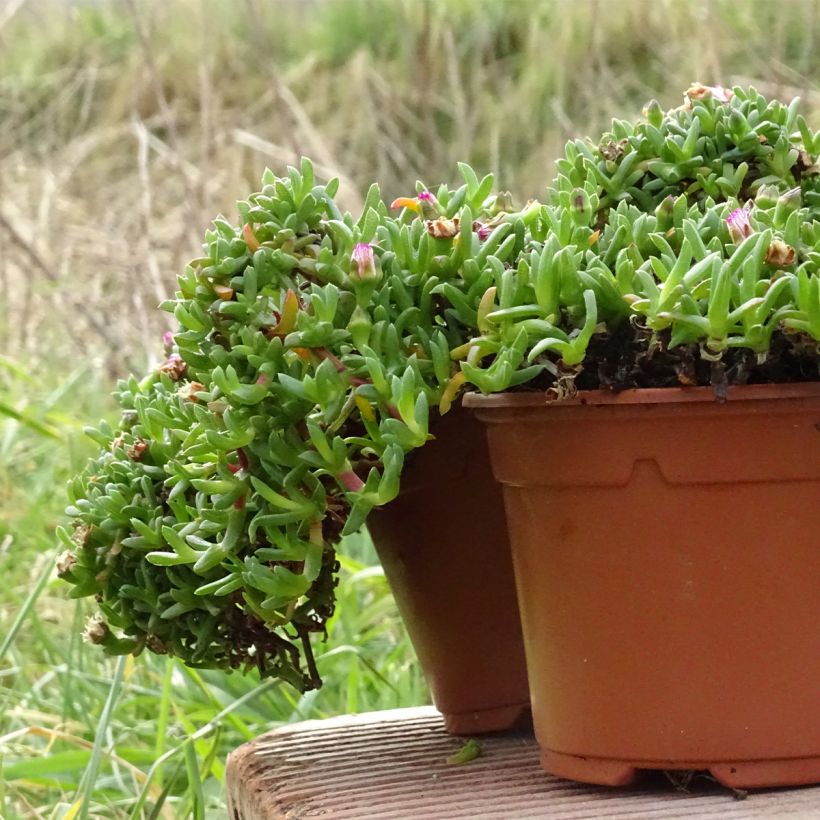 Ruschia prostrata (Groeiplaats)