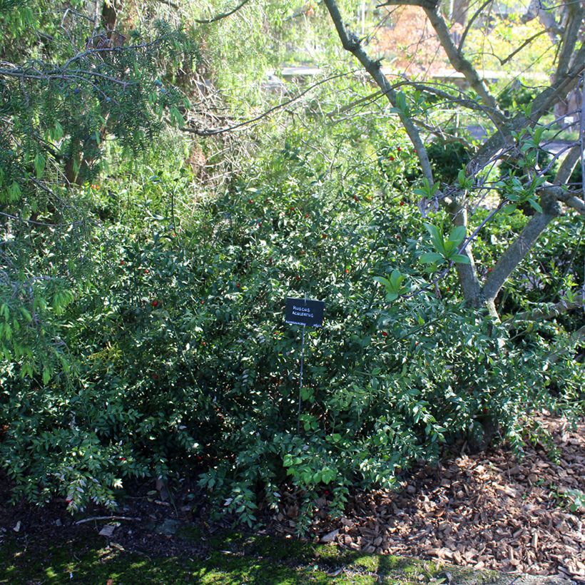 Ruscus aculeatus - Stekelmuisdoorn (Groeiplaats)