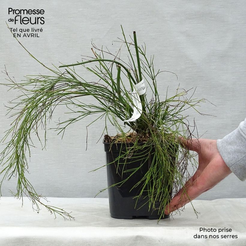 Exemplaar van Russelia equisetiformis - Vuurwerkplant Pot van 3 l/4 l zoals geleverd in de lente