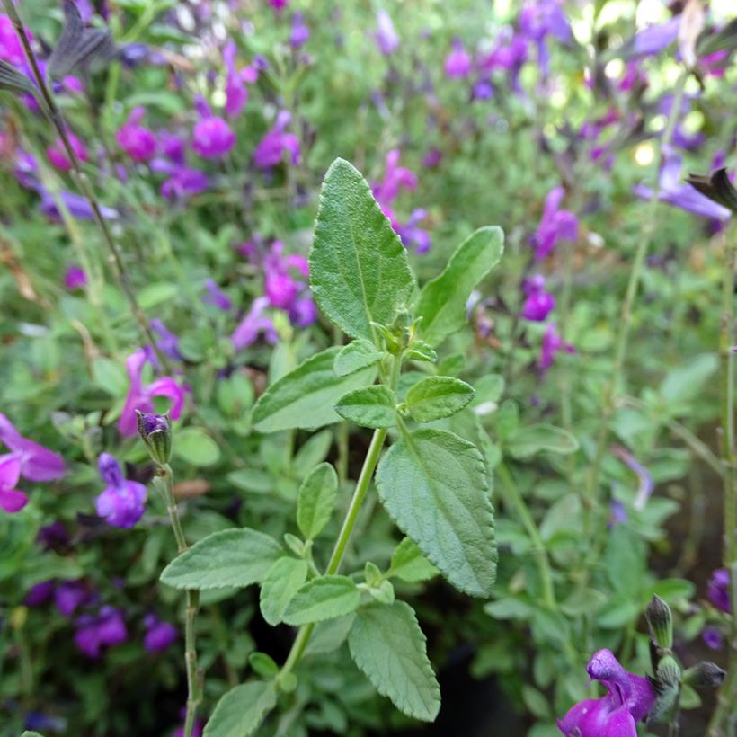 Salvia greggii ARCTIC BLAZE Purple Novasalpur - Herfstsalie (Blad)