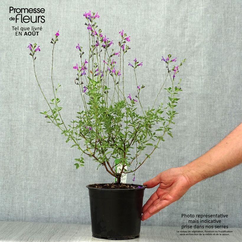 Exemplaar van Salvia greggii ARCTIC BLAZE Purple Novasalpur - Herfstsalie Pot van 2 l/3 l zoals geleverd in de zomer