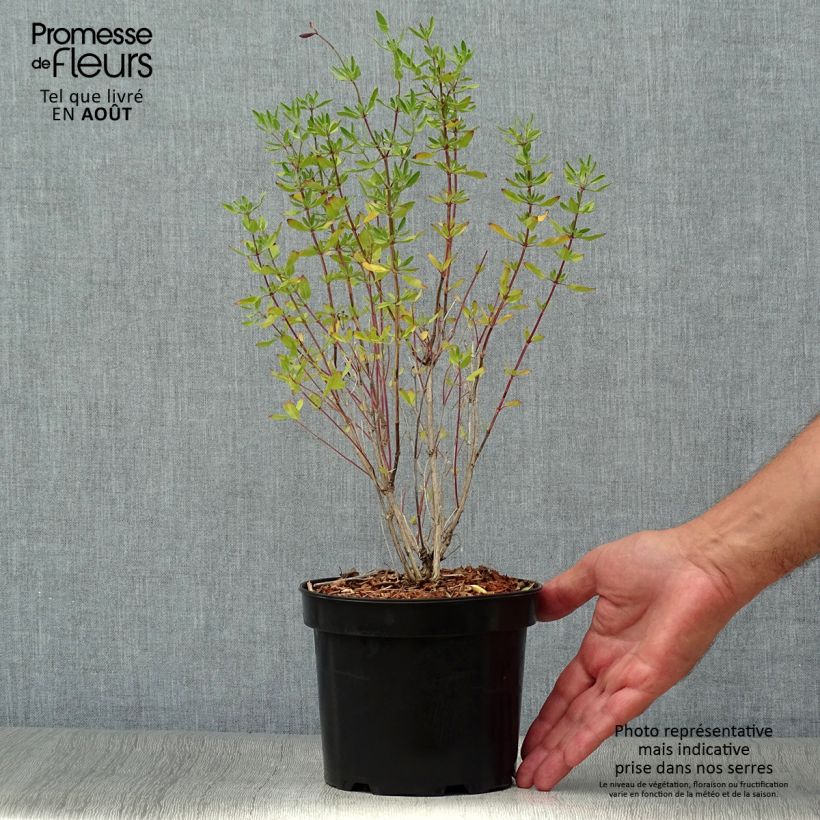 Exemplaar van Salvia jamensis Raspberry Royal - Struiksalie Pot van 2 l/3 l zoals geleverd in de zomer