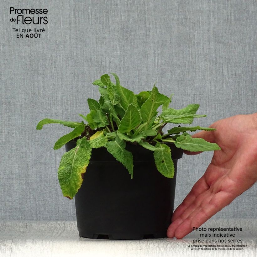 Exemplaar van Salvia sylvestris Rhapsody in Blue - Bossalie Pot van 2 l/3 l zoals geleverd in de zomer
