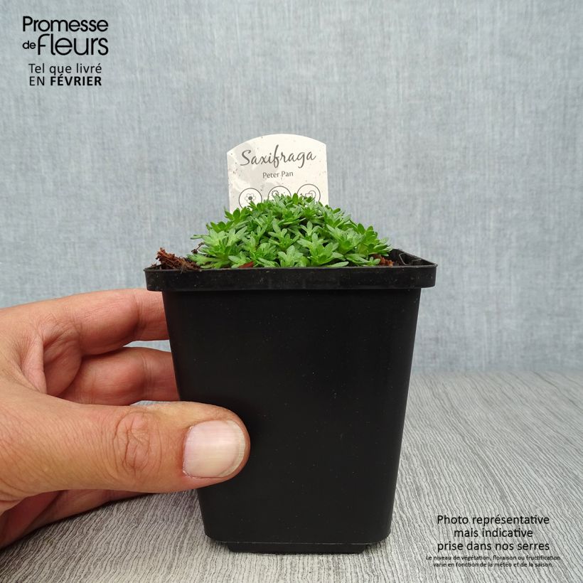 Exemplaar van Saxifraga arendsii Peter Pan - Mossteenbreek Kweekpotje van 8/9 cm zoals geleverd in de herfst