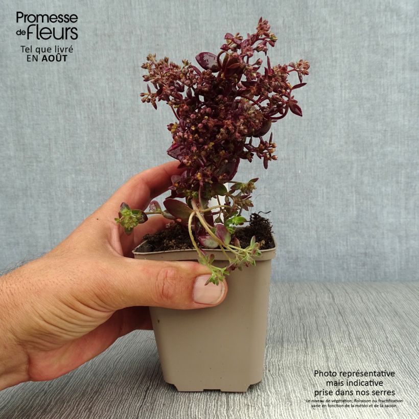Exemplaar van Sedum Sunsparkler Firecracker - Hemelsleutel Kweekpotje van 8/9 cm zoals geleverd in de zomer