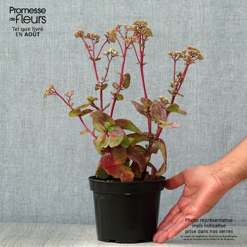 Exemplaar van Sedum Matrona - Hemelsleutel Pot van 2 l/3 l zoals geleverd in de zomer