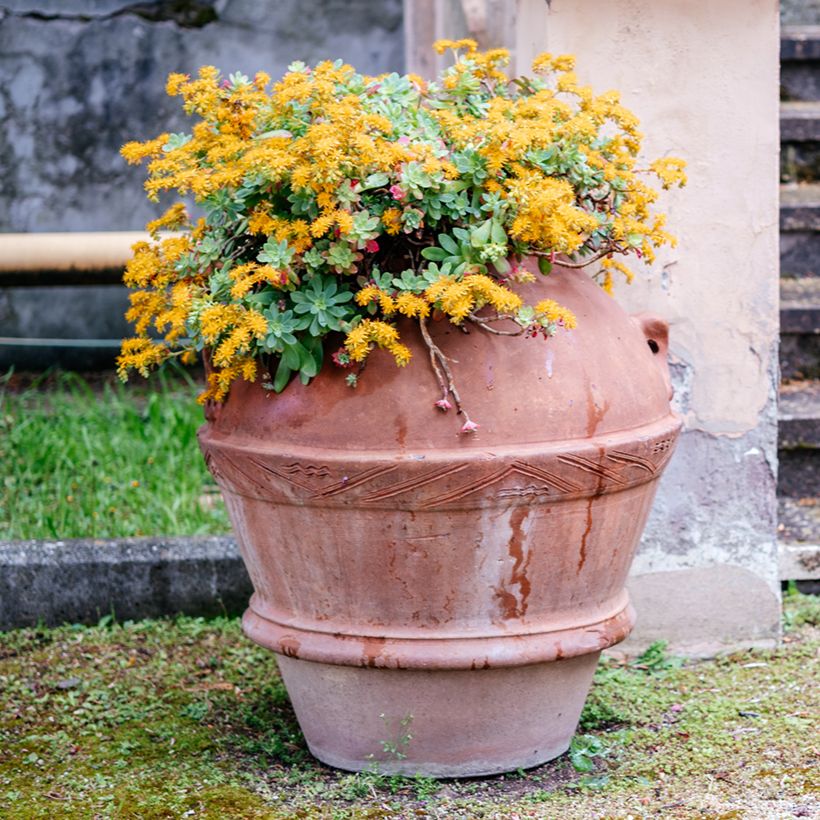 Sedum palmeri - Vetkruid (Groeiplaats)